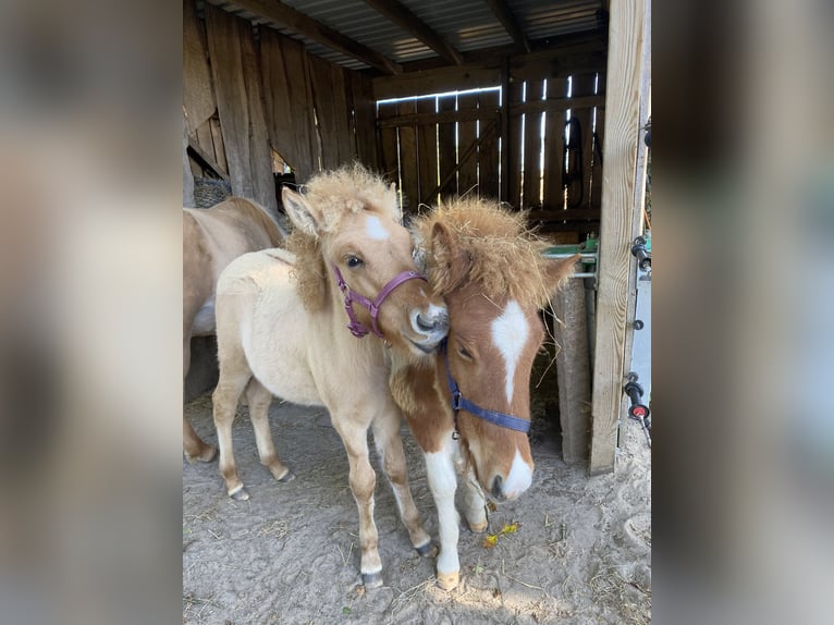 Icelandic Horse Stallion 1 year Tobiano-all-colors in Bargstall