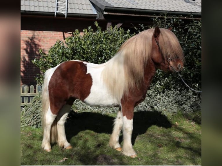 Icelandic Horse Stallion 1 year Tobiano-all-colors in Bargstall