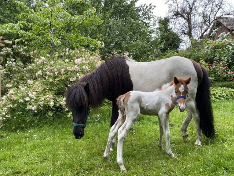 Icelandic Horse Stallion 1 year Tobiano-all-colors in Bargstall