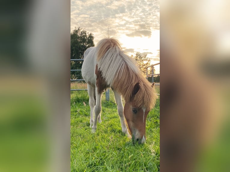 Icelandic Horse Stallion 1 year Tobiano-all-colors in Bargstall
