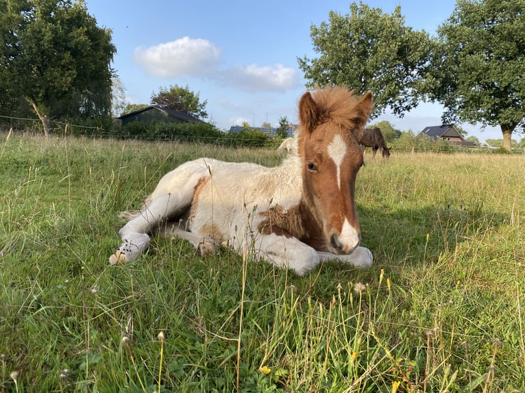 Icelandic Horse Stallion 1 year Tobiano-all-colors in Bargstall