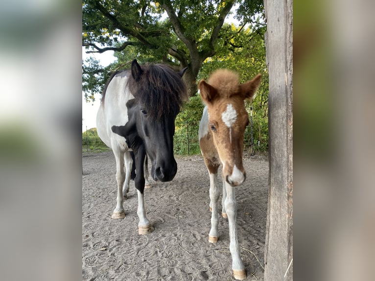 Icelandic Horse Stallion 1 year Tobiano-all-colors in Bargstall