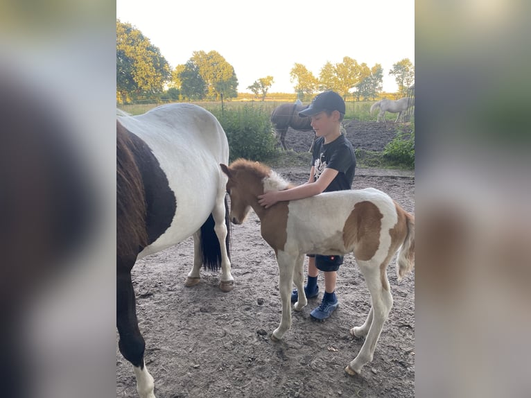 Icelandic Horse Stallion 1 year Tobiano-all-colors in Bargstall