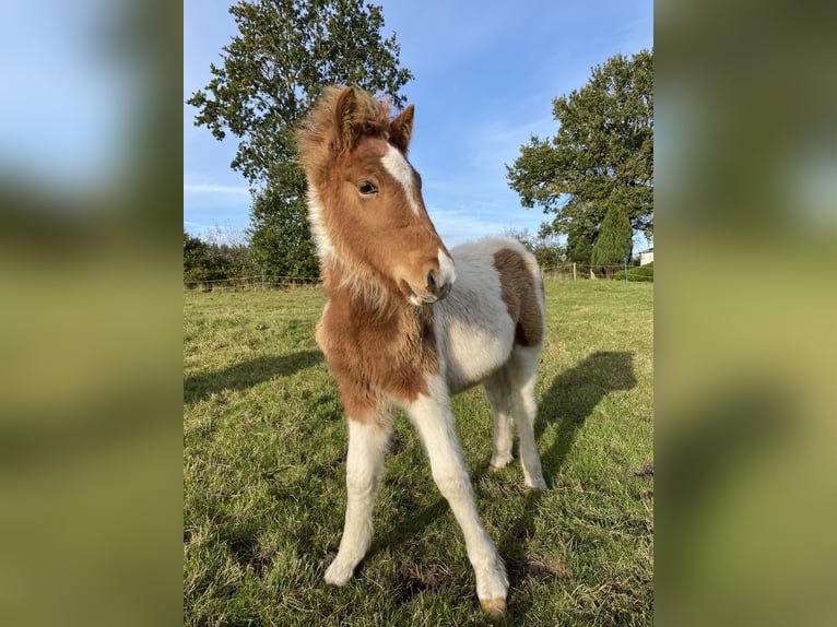 Icelandic Horse Stallion 1 year Tobiano-all-colors in Bargstall