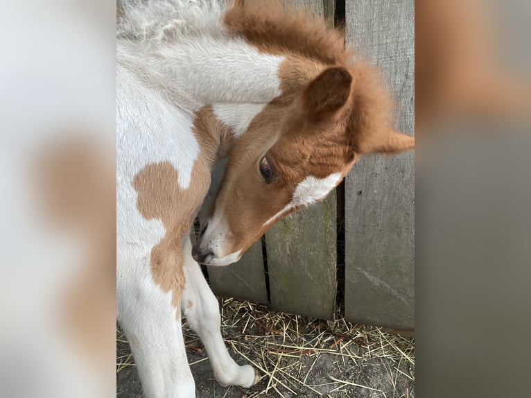 Icelandic Horse Stallion 1 year Tobiano-all-colors in Bargstall