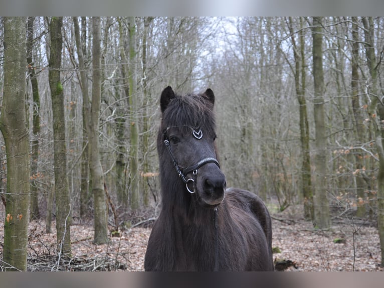 Icelandic Horse Stallion 20 years 13,2 hh Black in Handewitt