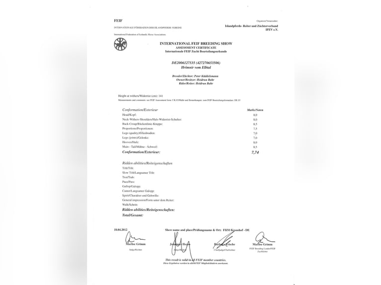 Icelandic Horse Stallion 20 years Black in Hoya