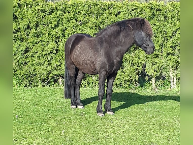 Icelandic Horse Stallion 20 years Black in Hoya