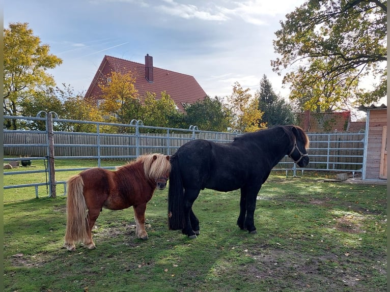 Icelandic Horse Stallion 20 years Black in Hoya