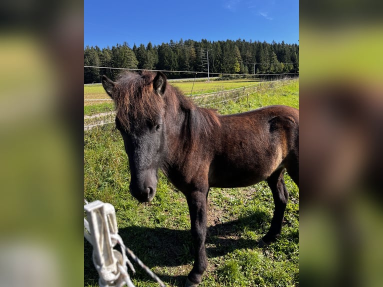 Icelandic Horse Stallion 2 years 12.2 hh Black in Lauterhofen