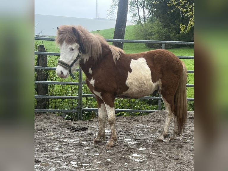 Icelandic Horse Stallion 2 years 12,2 hh Pinto in Braunau