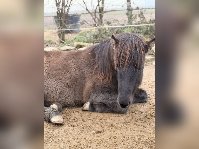 Icelandic Horse Stallion 2 years 12,2 hh Black in Lauterhofen