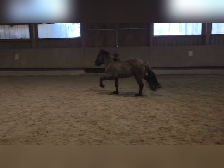 Icelandic Horse Stallion 2 years 13.1 hh  in Weißpriach im Lungau