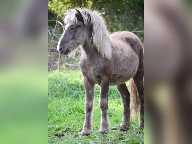 Icelandic Horse Stallion 2 years 13,1 hh in Blunk