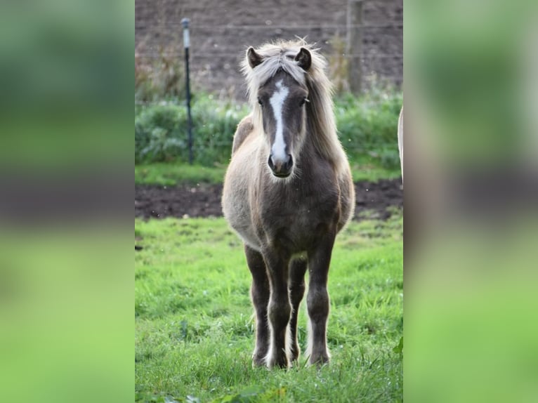 Icelandic Horse Stallion 2 years 13,1 hh in Blunk