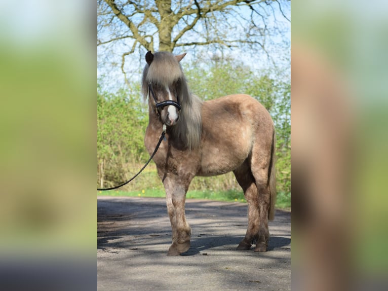 Icelandic Horse Stallion 2 years 13,1 hh in Blunk