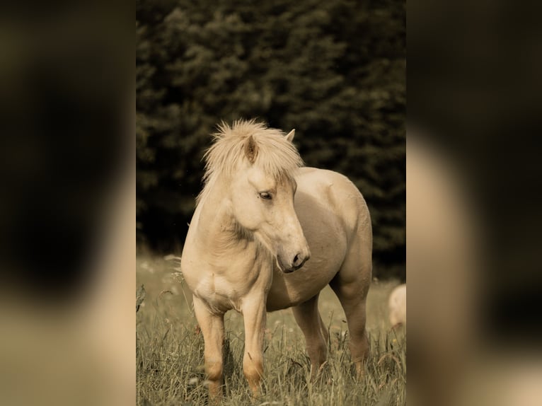 Icelandic Horse Stallion 2 years 13,1 hh Palomino in Lennestadt