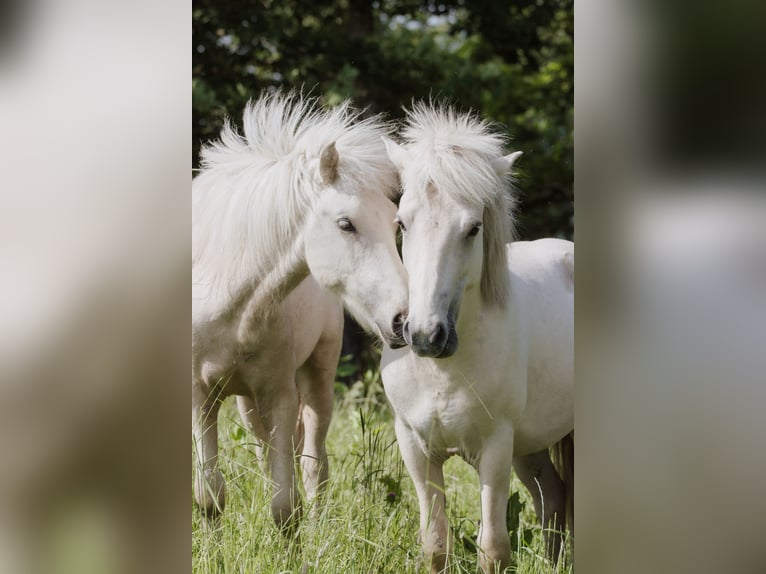 Icelandic Horse Stallion 2 years 13,1 hh Palomino in Lennestadt