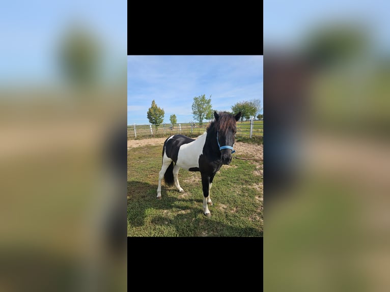 Icelandic Horse Stallion 2 years 13,1 hh Pinto in Geslau