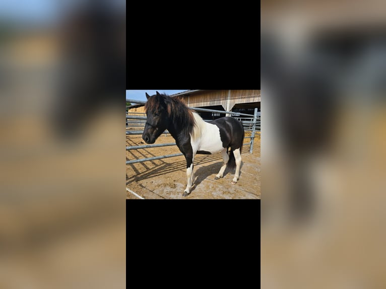 Icelandic Horse Stallion 2 years 13,1 hh Pinto in Geslau