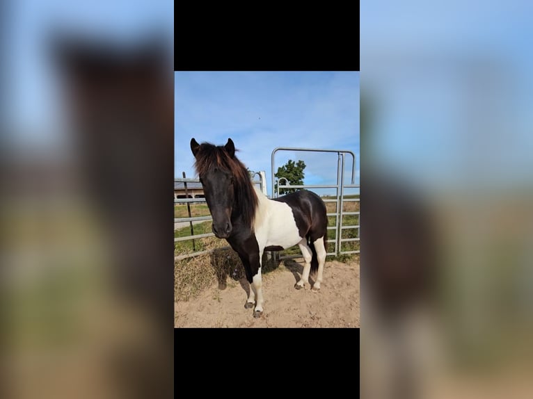 Icelandic Horse Stallion 2 years 13,1 hh Pinto in Geslau