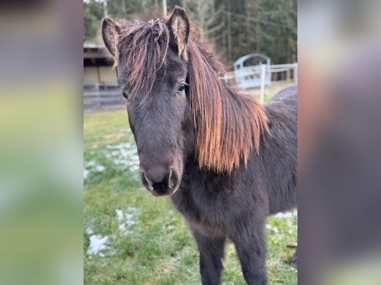 Icelandic Horse Stallion 2 years 13,2 hh Black in Fulda