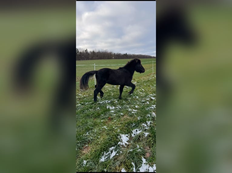 Icelandic Horse Stallion 2 years 13,2 hh Black in Fulda