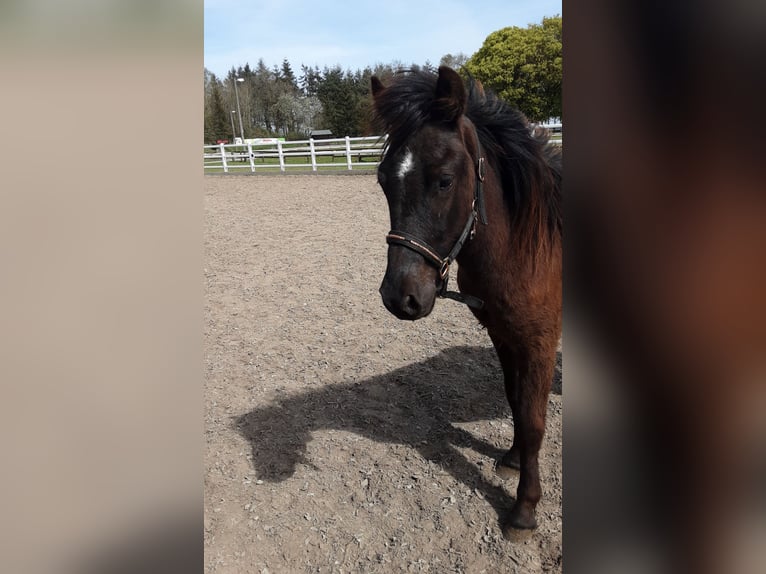 Icelandic Horse Stallion 2 years 13,2 hh Black in Nettersheim