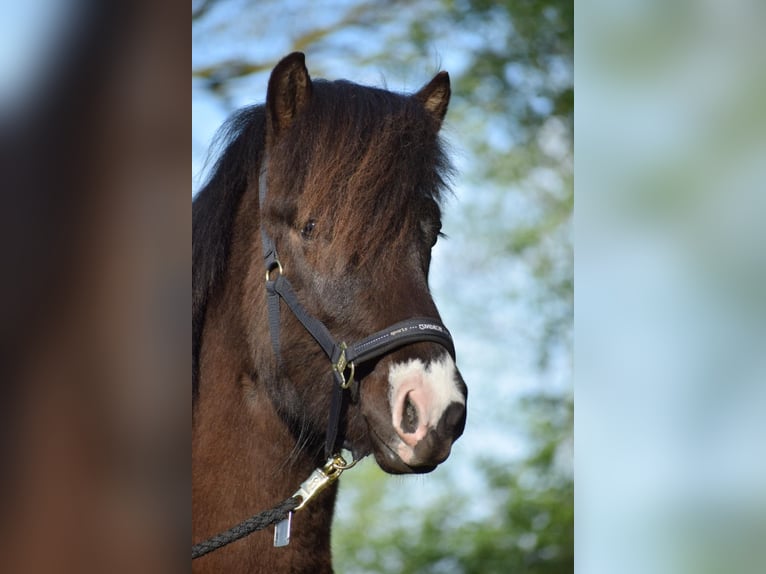 Icelandic Horse Stallion 2 years 13,2 hh in Blunk