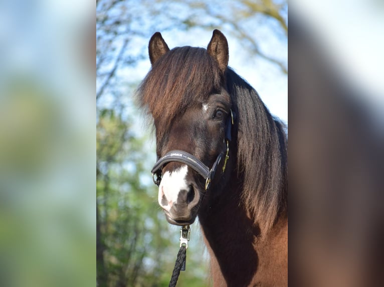 Icelandic Horse Stallion 2 years 13,2 hh in Blunk