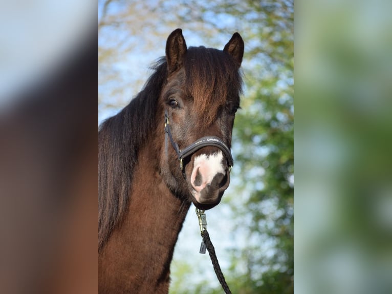 Icelandic Horse Stallion 2 years 13,2 hh in Blunk