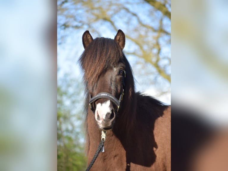 Icelandic Horse Stallion 2 years 13,2 hh in Blunk