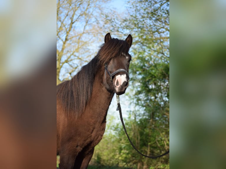 Icelandic Horse Stallion 2 years 13,2 hh in Blunk