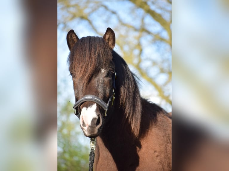 Icelandic Horse Stallion 2 years 13,2 hh in Blunk