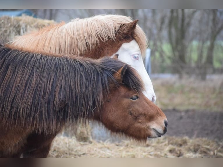 Icelandic Horse Stallion 2 years 13,2 hh Brown in Blunk
