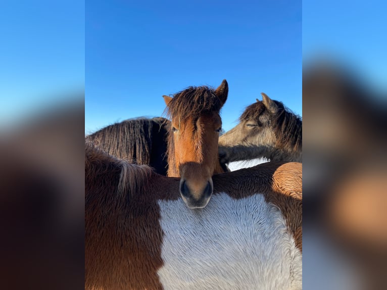Icelandic Horse Stallion 2 years 13,2 hh Brown in Blunk