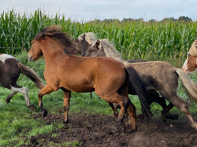 Icelandic Horse Stallion 2 years 13,2 hh Brown in Blunk