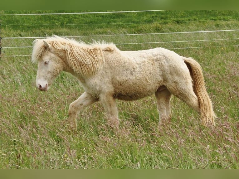 Icelandic Horse Stallion 2 years 13.2 hh Cremello in Saarland