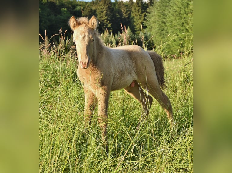 Icelandic Horse Stallion 2 years 13.2 hh Cremello in Saarland
