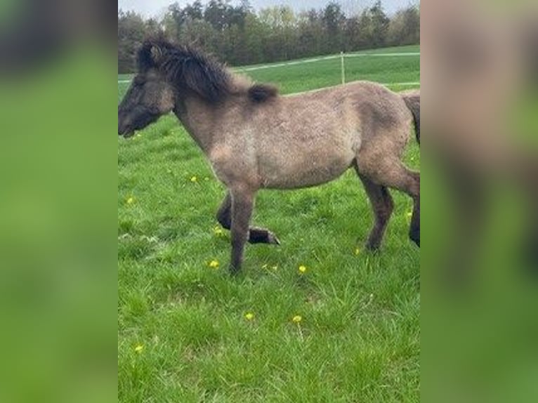 Icelandic Horse Stallion 2 years 13,2 hh Dun in Fulda