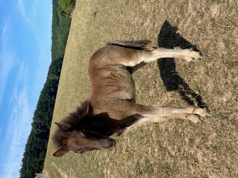 Icelandic Horse Stallion 2 years 13,2 hh Dun in Fulda