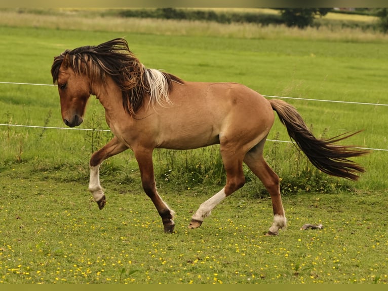 Icelandic Horse Stallion 2 years 13.2 hh Dun in Südlohn