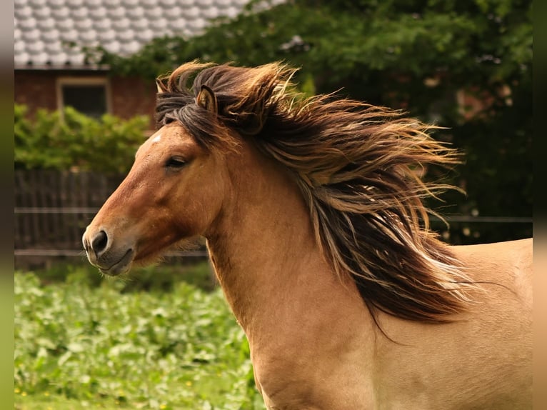 Icelandic Horse Stallion 2 years 13.2 hh Dun in Südlohn