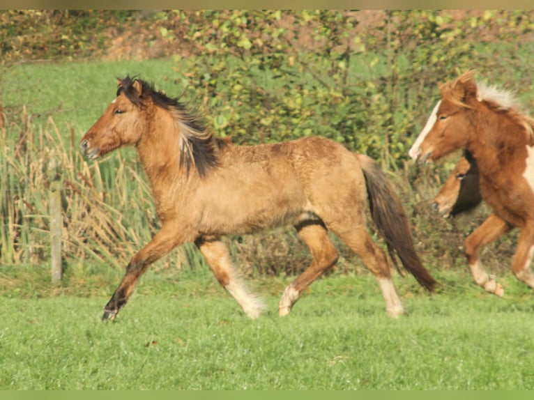 Icelandic Horse Stallion 2 years 13.2 hh Dun in Südlohn