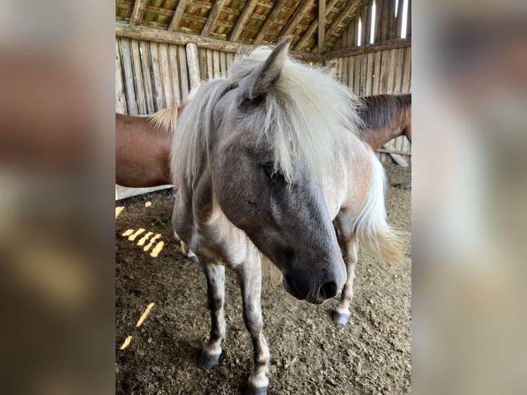 Icelandic Horse Stallion 2 years 13,2 hh Gray in Schwäbisch Hall