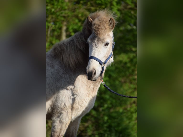 Icelandic Horse Stallion 2 years 13,2 hh in Blunk