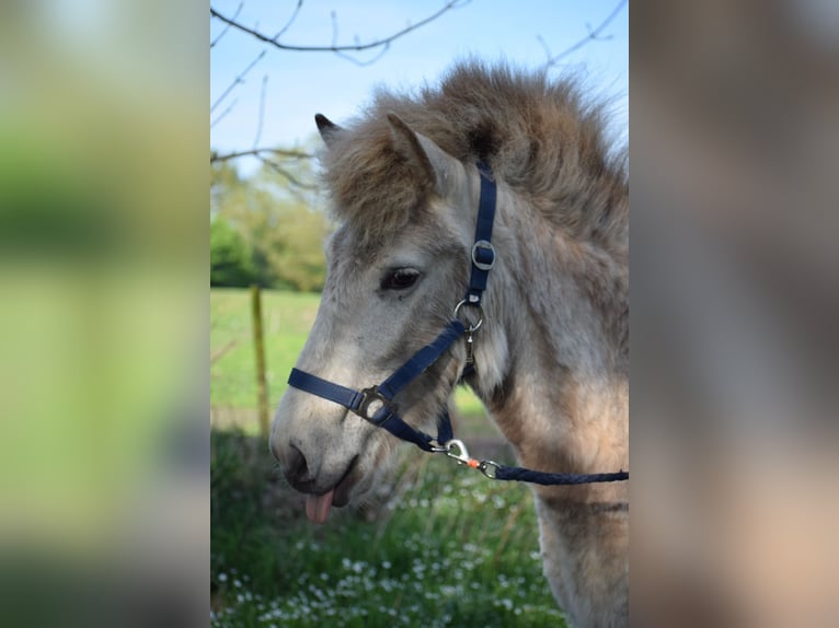 Icelandic Horse Stallion 2 years 13,2 hh in Blunk