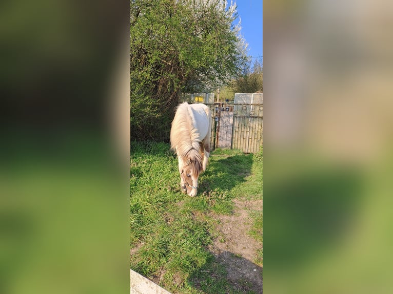 Icelandic Horse Stallion 2 years 13.2 hh  in Saarbrücken