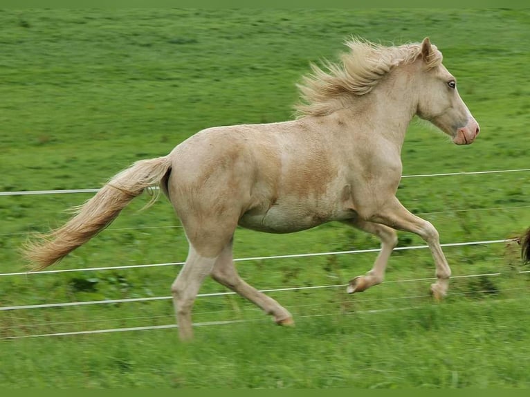Icelandic Horse Stallion 2 years 13,2 hh Palomino in Sankt Wendel