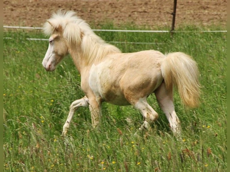 Icelandic Horse Stallion 2 years 13,2 hh Palomino in Sankt Wendel